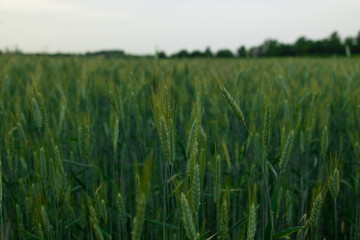 Ripe ears of meadow wheat field. Ears of green wheat close up. High quality photo