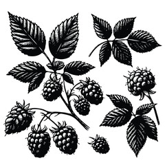 Illustrator Artwork, Set of Hand drawn Raspberry branch with berries, leaves, black and white Plant illustration in sketch style berry art. Botanical illustrations Floral Branches blackberry drawing © Armine