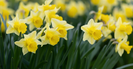 Blooming daffodil flowers. Spring forward, springtime, easter floral banner.