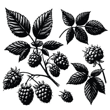 Illustrator Artwork, Set of Hand drawn Raspberry branch with berries, leaves, black and white Plant illustration in sketch style berry art. Botanical illustrations Floral Branches blackberry drawing
