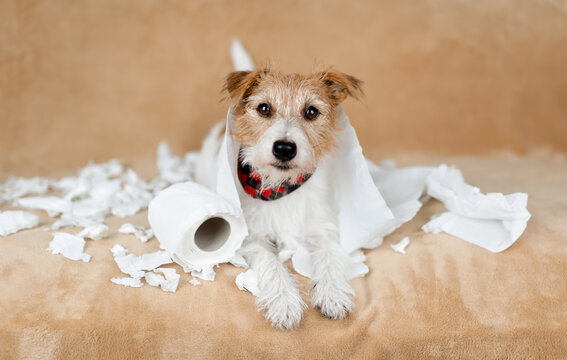 Naughty mischievous dog after chewing toilet paper. Hyperactive, active puppy training, pet mischief concept.