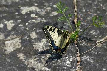 Old World Swallowtail or common yellow swallowtail (Papilio machaon) sitting on green plant in Zurich, Switzerland