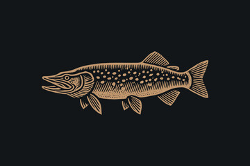 Pike fish vector illustration with vintage engraving details