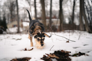 dog sniffing in snow