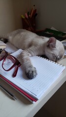 Sweet sleep: a cuddly kitten in a peaceful rest