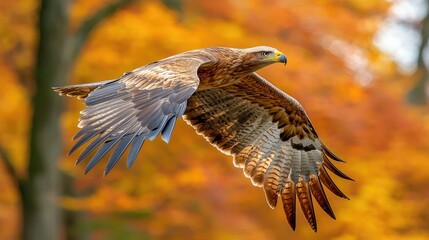 Golden Eagle in Flight Against Autumnal Colors