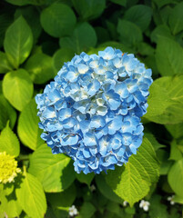 Obraz premium Blue flower in green leaves