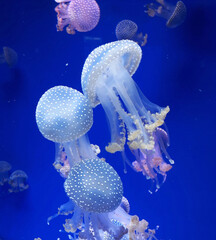 White jellyfish swim in the depths of the ocean