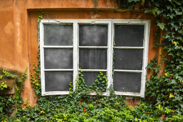 old window and wall covered with ivy in the old town of Prague, Czech Republic. High quality photo