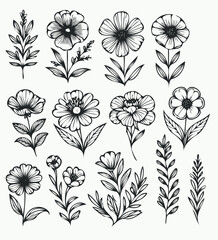 Vintage Sketch Botanical Illustration, outline black and white flower, floral drawing of wild flowers, Set of leaves and buds Floral Art of Plants 