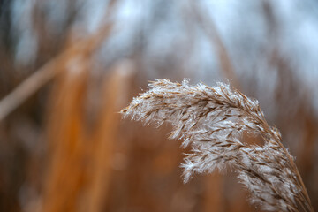 dew on the grass, background, concept of relaxation