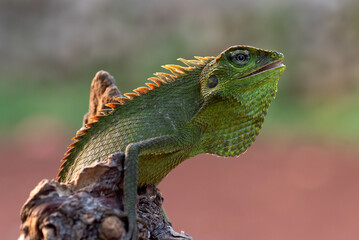 A maned forest chameleon basks in the afternoon sun