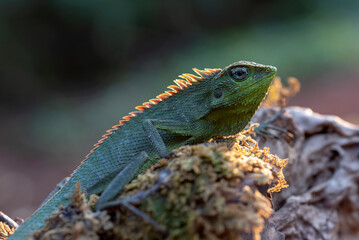 A maned forest chameleon basks in the afternoon sun