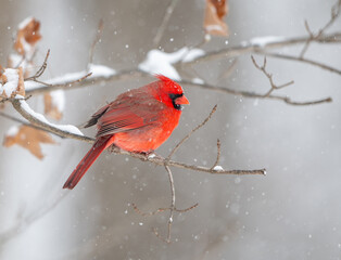 Northern cardinal in a snowstorm