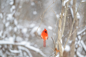 Northern cardinal in a snowstorm