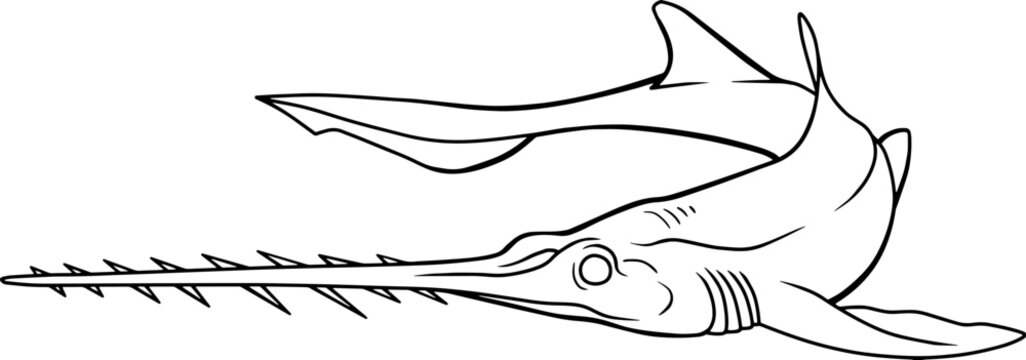sawshark line vector illustration isolated on white background