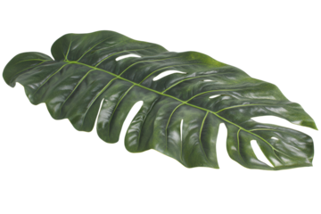A large green Monstera leaf with natural splits PNG transparent.