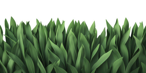 Obraz premium A patch of dry, yellowish grass with broken blades PNG transparent.