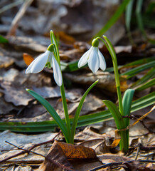 The unsurpassed beauty of a snowdrop..The picture was taken at the end of the day in a leafy...
