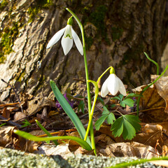 Snowdrop is the first flower of spring