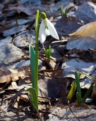 Snowdrop Galanthus belongs to the first flowers of spring