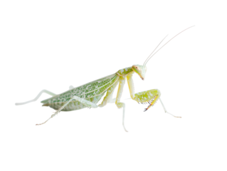 A leaf-like praying mantis PNG transparent.