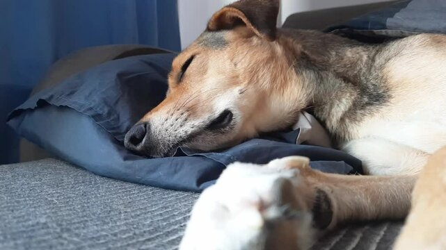 adorable sleeping dog on sofa, dog sleeps relaxed and with its front paw stretched out on comfortable bed. Head of mongrel on pillow. Close-up. Healthy sleep and pet health.