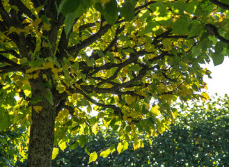 The crown of a tree with an interesting interweaving of branches.