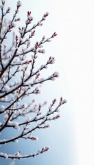 Stark, winter branches against a bright white backdrop , scene, environment, design