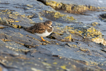 Turnstone (Arenaria interpres) with Grey Mottled Back and White Belly, Black Bill and Orange Legs Foraging on Rocky Coast in Winter