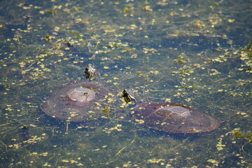 Painted Turtles