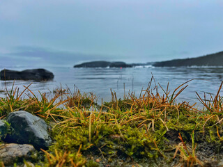 Mossy Lakeshore on a Quiet Day