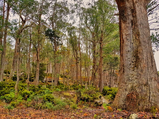 Temperate broadleaf and mixed rainforest in the Central Highlands of Tasmania, Australia
