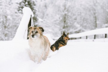 Bounding through deep snow, two playful dogs embrace the chill of Plaiul Foii. Their joyful spirits shine against a backdrop of frosted trees, capturing the essence of winter fun