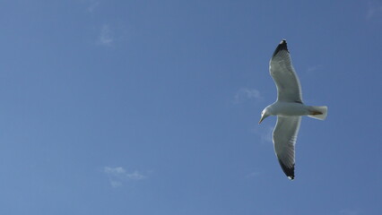 Seagull Flight Ocean Sky: Bird soaring coastal skies, daytime, natural behavior.