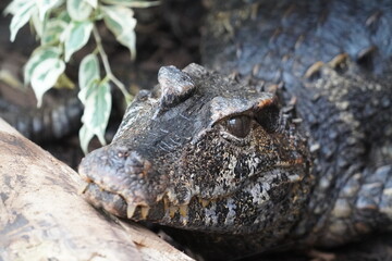 West African dwarf crocodile