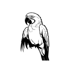 Obraz premium Parrot Vector Logo Design
