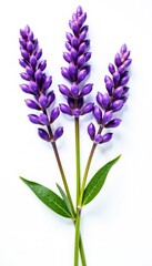 Obraz premium Vibrant lavender sprigs, meticulously isolated on bright white, detail, decoration, plant