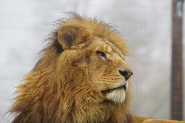 African lion