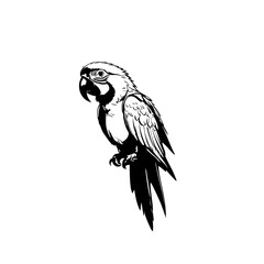 Fototapeta premium Parrot Vector Logo Design