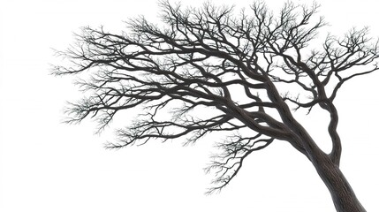 Fototapeta premium Leafless tree branches silhouette against a stark white background