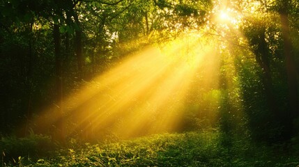 Obraz premium Sunlight streaming through lush green forest trees creating rays of light and shadows on the ground Copy Space