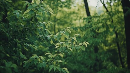 Obraz premium Lush green foliage with blurred forest background and ample copy space for text placement