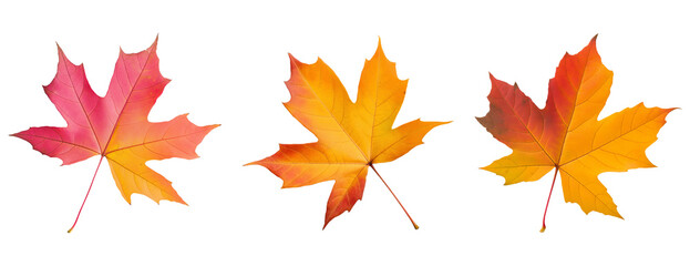 Obraz premium autumn maple leaves, japanese maple leaves, flat lay cutout isolated against a transparent background