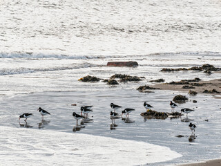 Oystercatchers, Haematopus ostralegus, feed on a Northumberland beach, UK