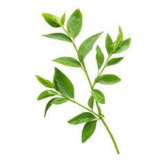 Fototapeta premium Fresh Kariyat leaves, known for their health benefits, displayed on a light background, Kariyat or Andrographis paniculata green leaves isolated on a transparent background