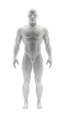 3d illustration of a muscular man for anatomy, front view, isolated against a transparent background