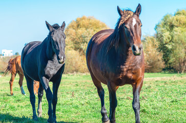 Fototapeta premium Three horses. Looking at the camera. Racehorses running in meadow. Blurred city, trees and sky.