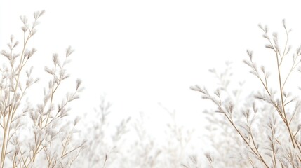 Delicate white grass on a bright background with ample Copy Space for text or design elements