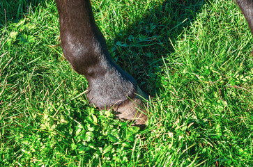 Horse's leg with hoof. Large horse's hoof on black leg. Green summer pasture background.